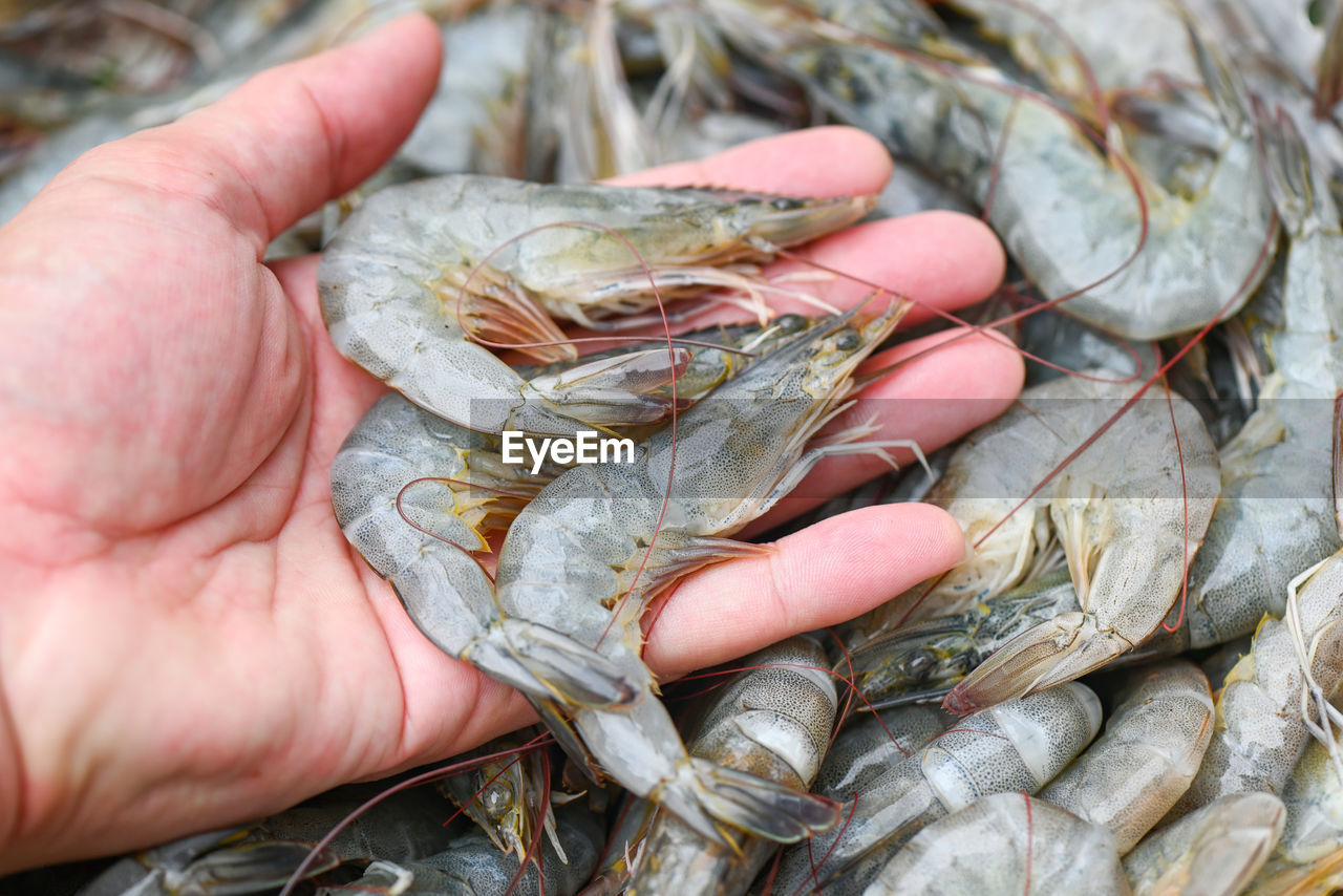 cropped image of hand holding fish