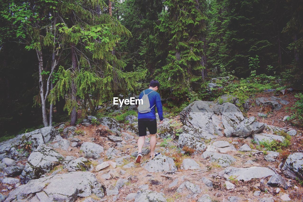 Rear view of man hiking in forest