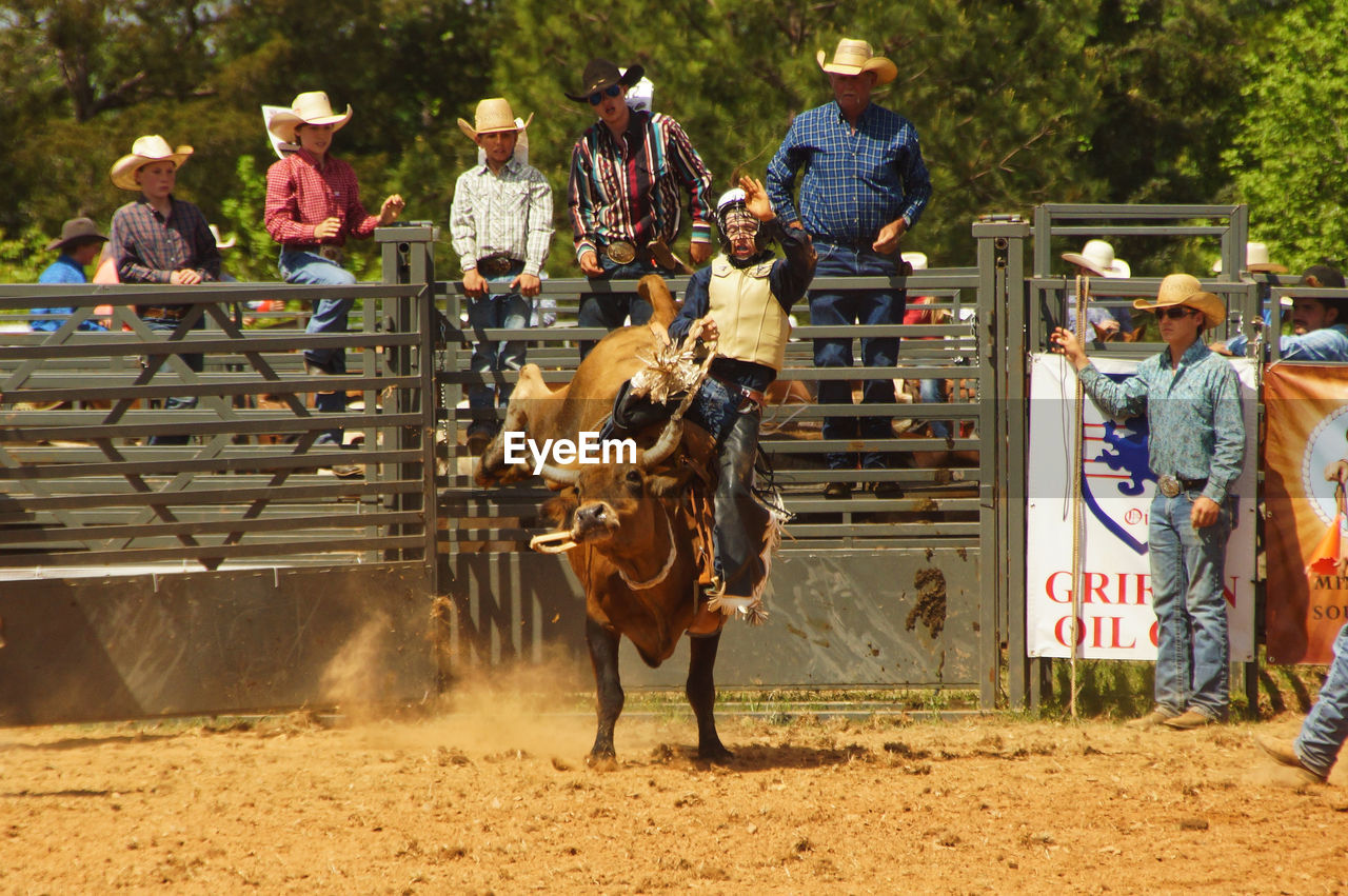 Youth Rodeo Animal Themes Bucking Bronco Cowboy Cowboy Hat Livestock Rodeo Wild West Young Adult