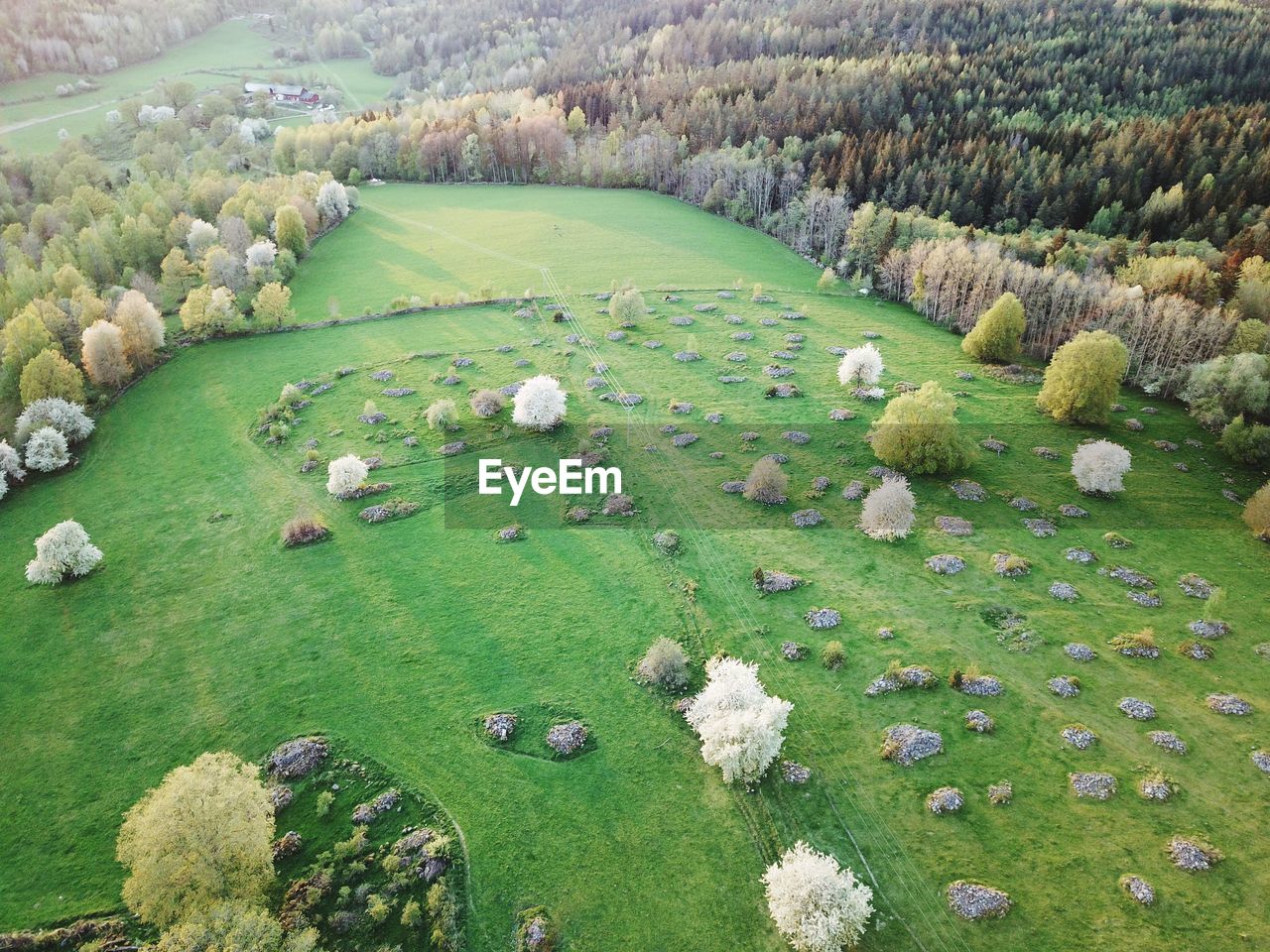 High angle view of sheep on land