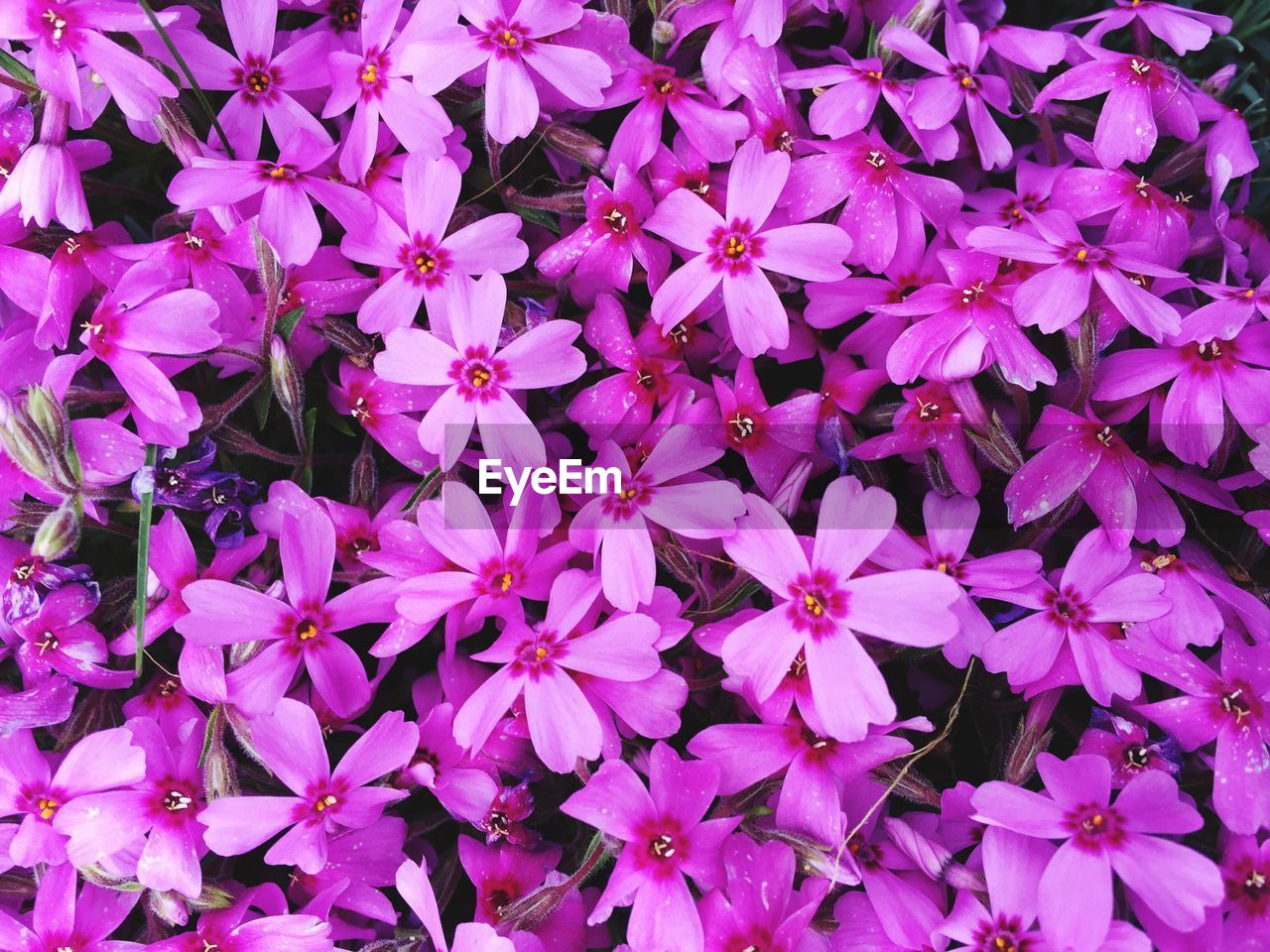 CLOSE UP OF FLOWERS