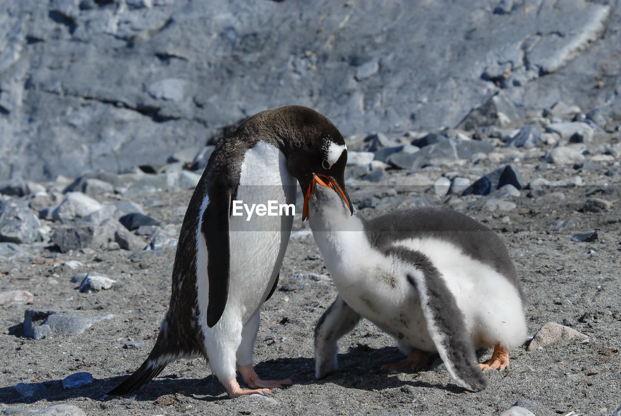 VIEW OF A DUCK ON BEACH