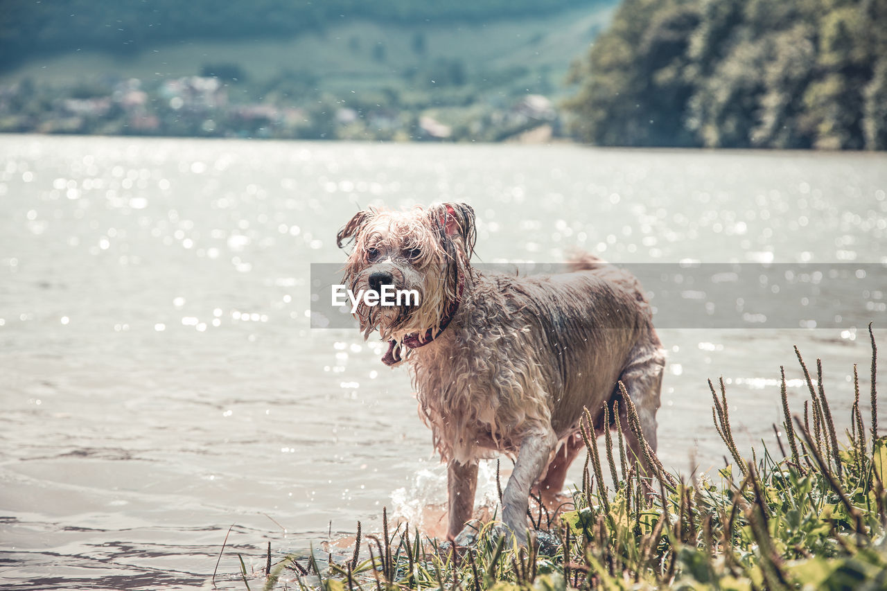 PORTRAIT OF DOG STANDING ON LAKE