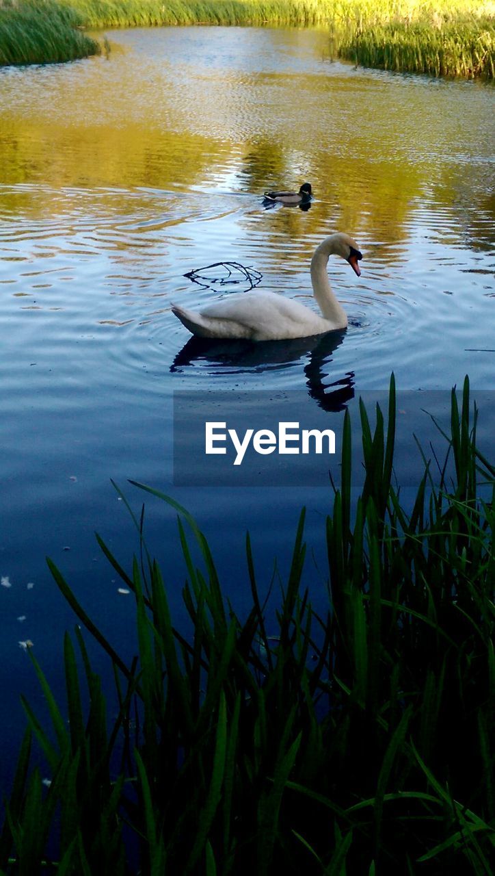 Swan swimming in lake