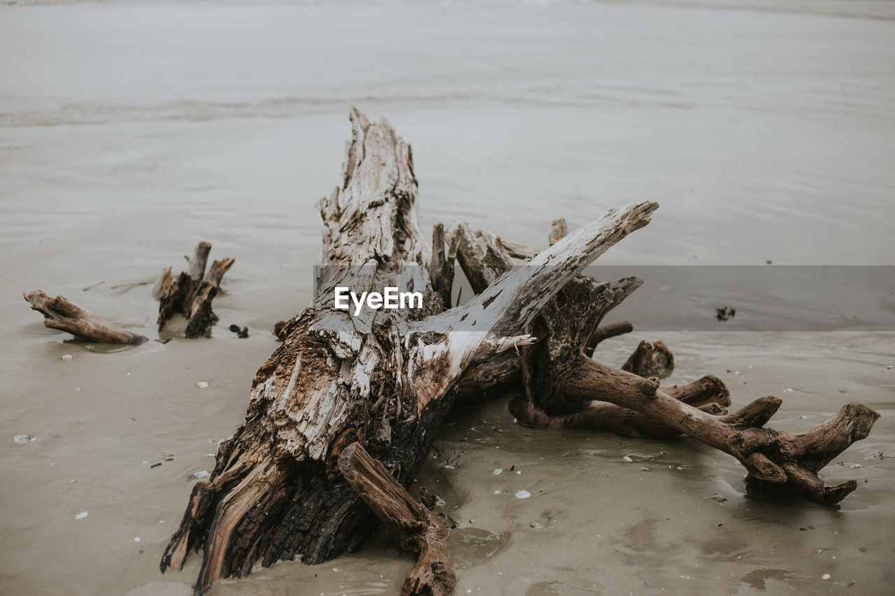 Driftwood on beach