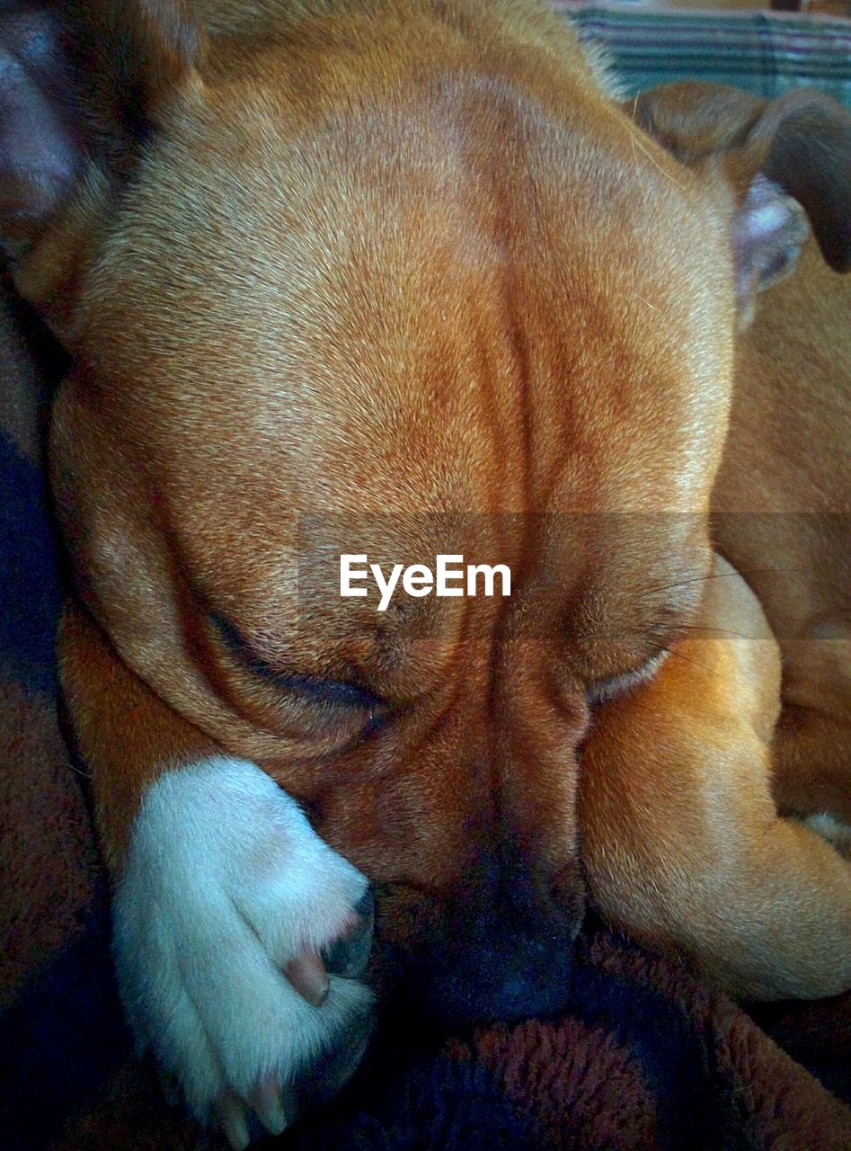 CLOSE-UP OF DOG SLEEPING IN MOUTH