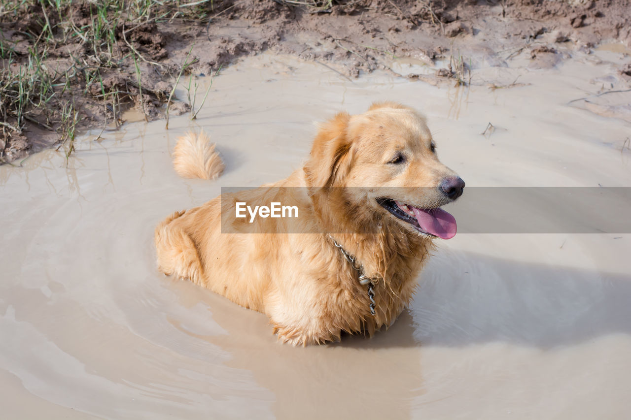 HIGH ANGLE VIEW OF GOLDEN RETRIEVER ON WET SHORE