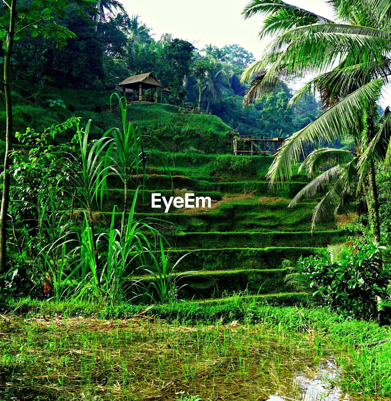 SCENIC VIEW OF RICE PADDY
