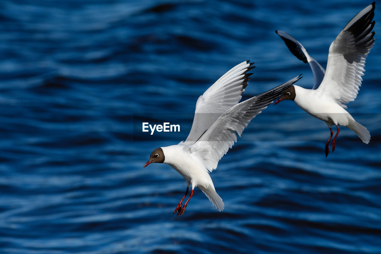 Seagulls flying over sea