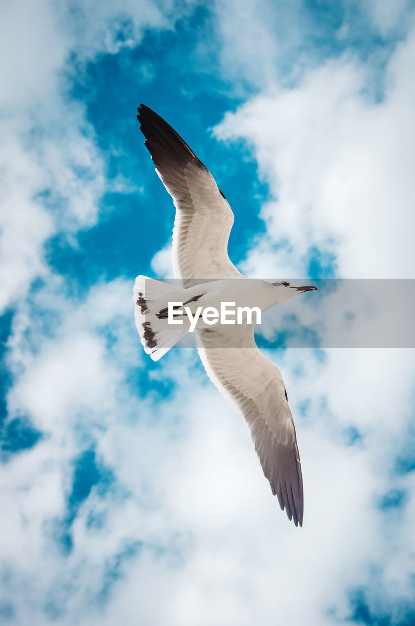 Low angle view of seagull flying in sky