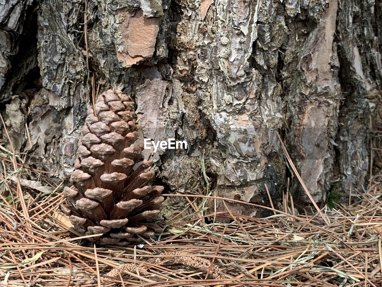 CLOSE-UP OF PINE CONES ON TREE