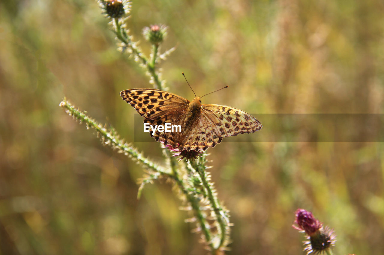 Yellow-brown butterfly on a thistle in summer in a meadow, blurred background