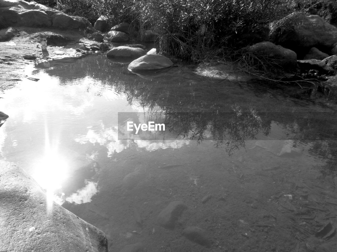 Reflection of trees in lake