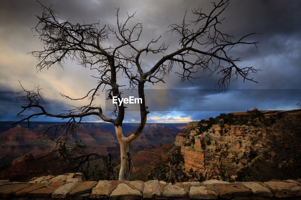 Bare tree by rocky mountains against cloudy sky during sunset at grand canyon national park