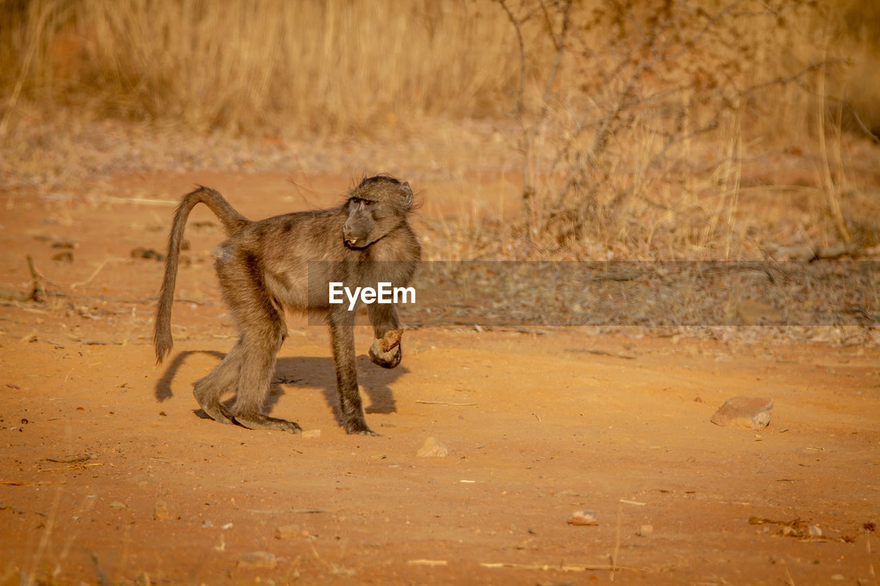 LION RUNNING IN ZOO