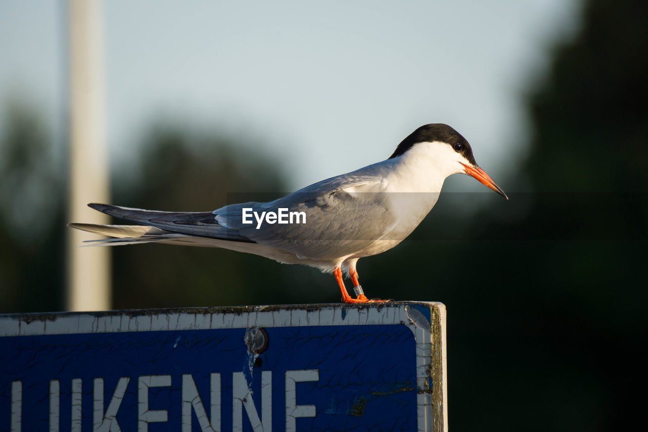 CLOSE-UP OF BIRD PERCHING ON METAL