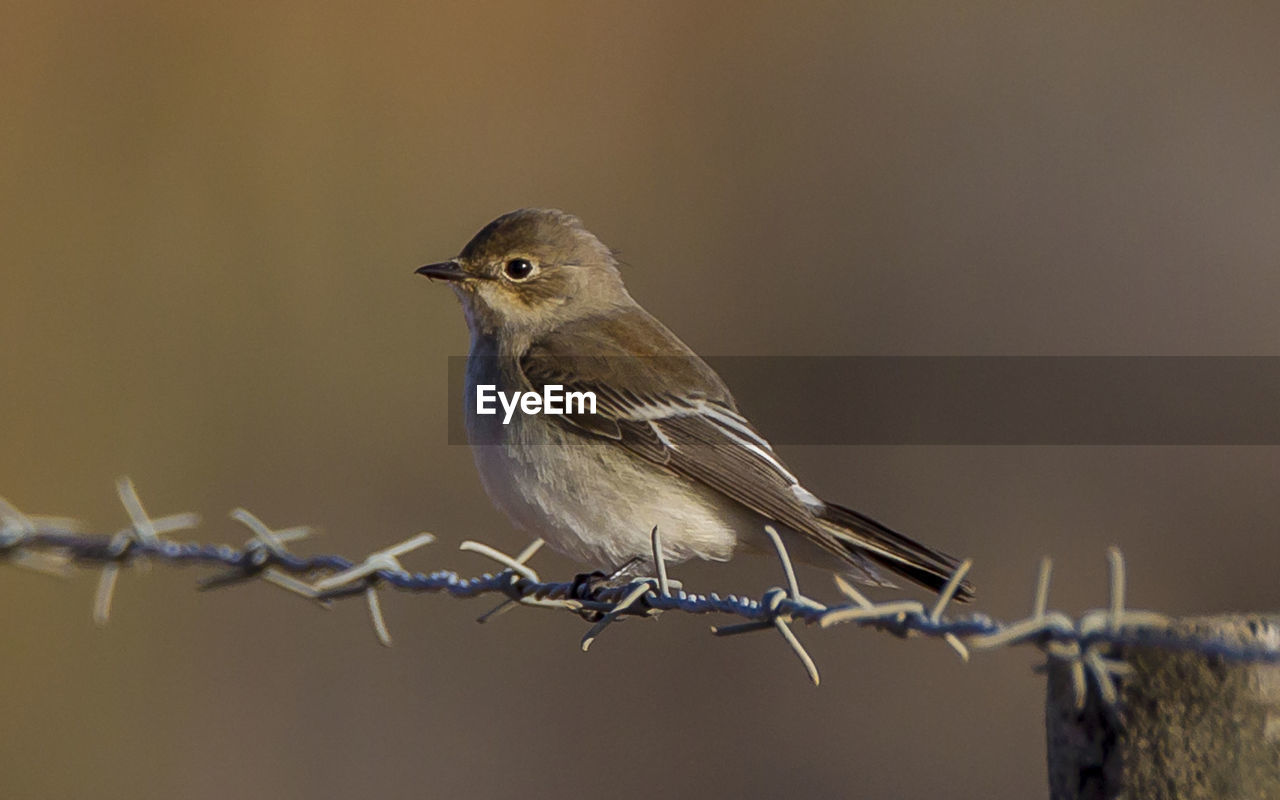 CLOSE-UP OF BIRD PERCHING ON BARBED WIRE FENCE