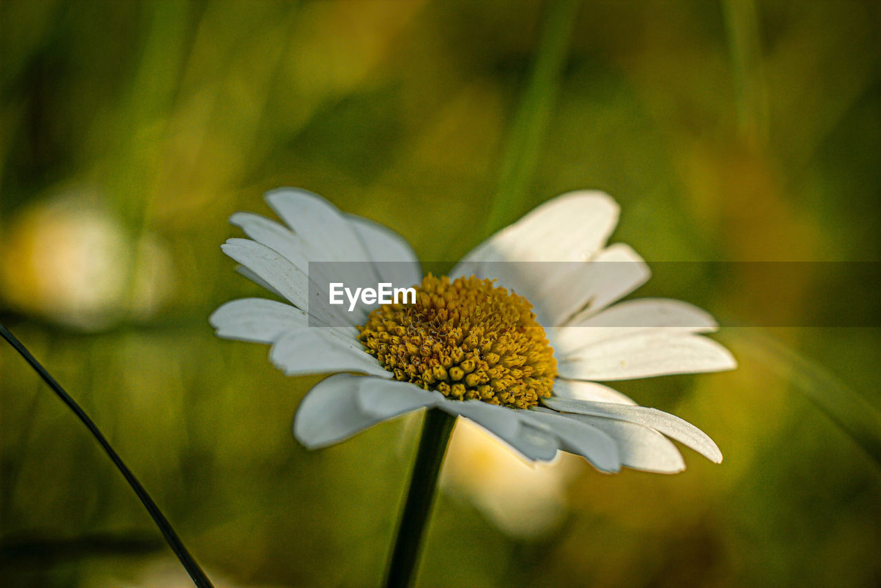 flower, flowering plant, plant, nature, freshness, beauty in nature, yellow, daisy, close-up, fragility, flower head, meadow, growth, green, macro photography, wildflower, sunlight, petal, inflorescence, white, no people, focus on foreground, pollen, summer, springtime, botany, field, outdoors, blossom, plant stem, environment, grass, selective focus, day, tranquility, landscape