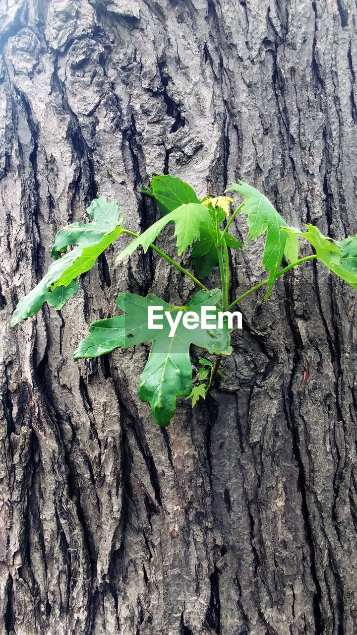 CLOSE-UP OF FRESH GREEN PLANTS GROWING ON TREE TRUNK