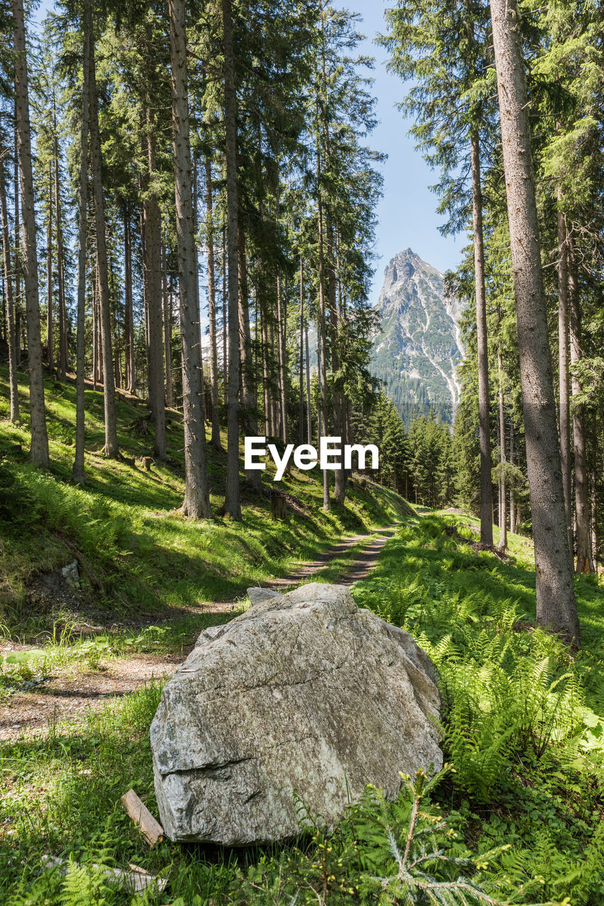 Scenic view of rocks against trees in forest