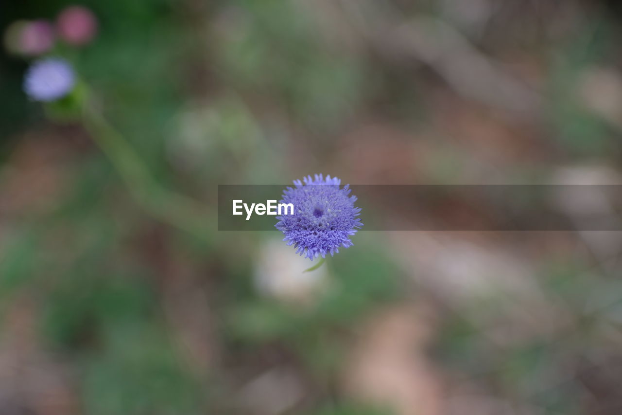 Close-up of purple flowering plant