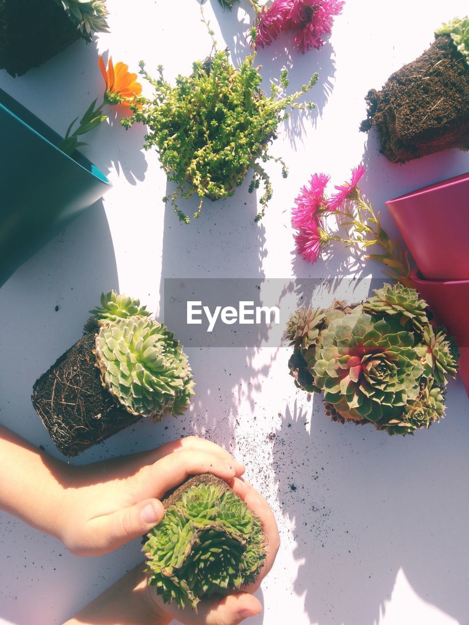 HIGH ANGLE VIEW OF POTTED PLANT IN PLATE