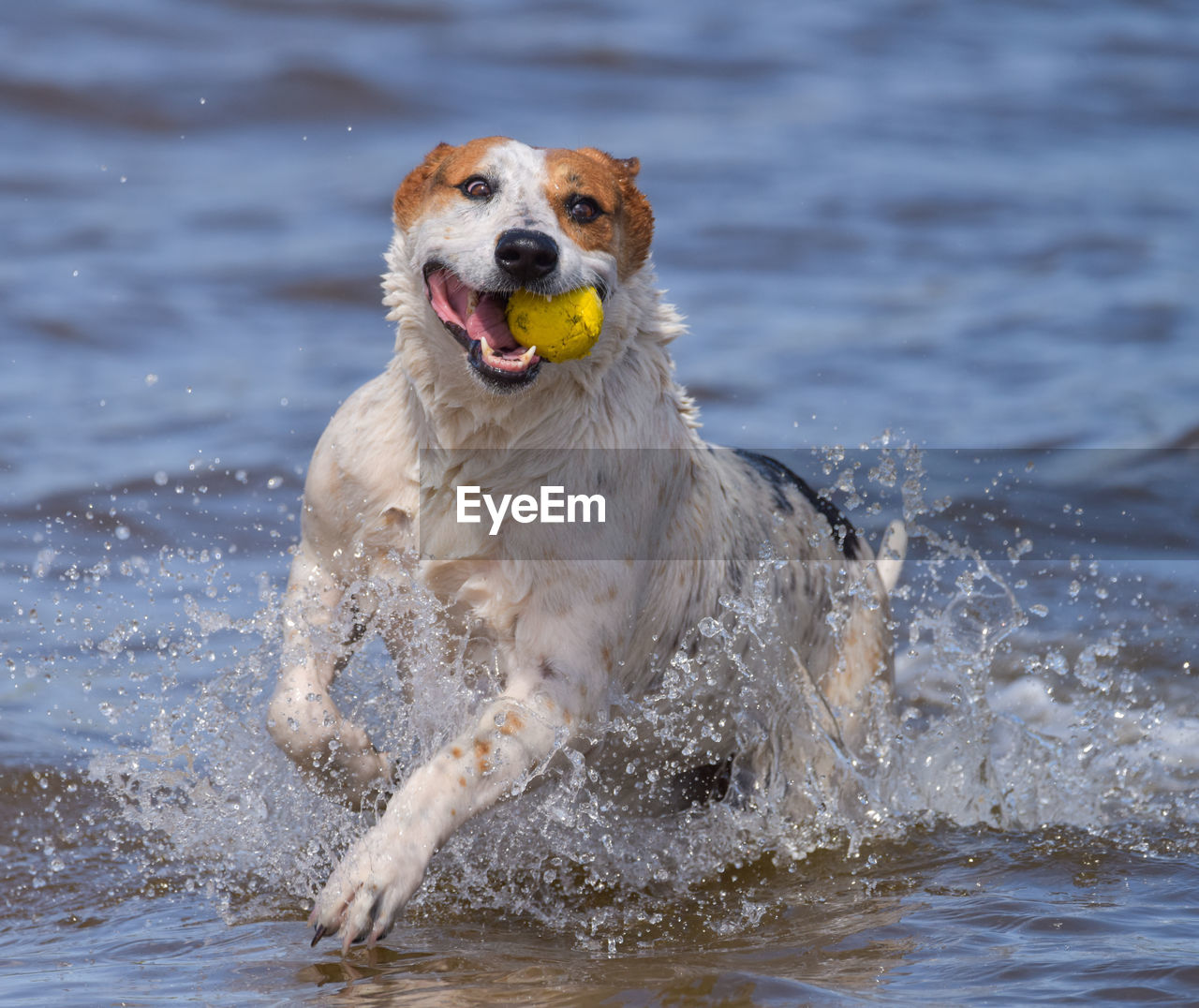 VIEW OF DOG RUNNING IN WATER