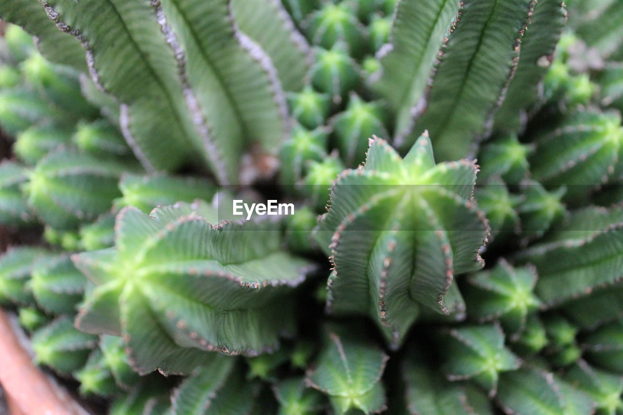 Close-up of cactus