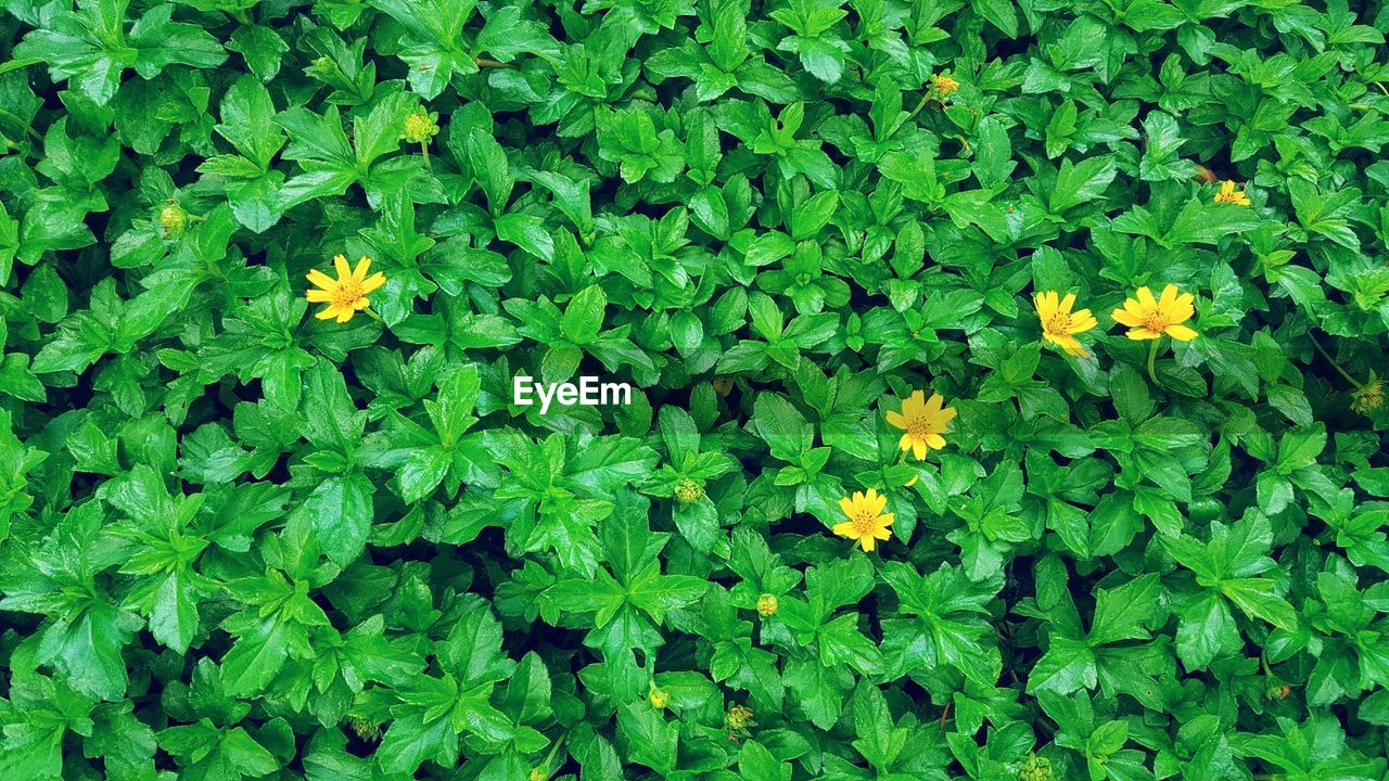 High angle view of flowering plants