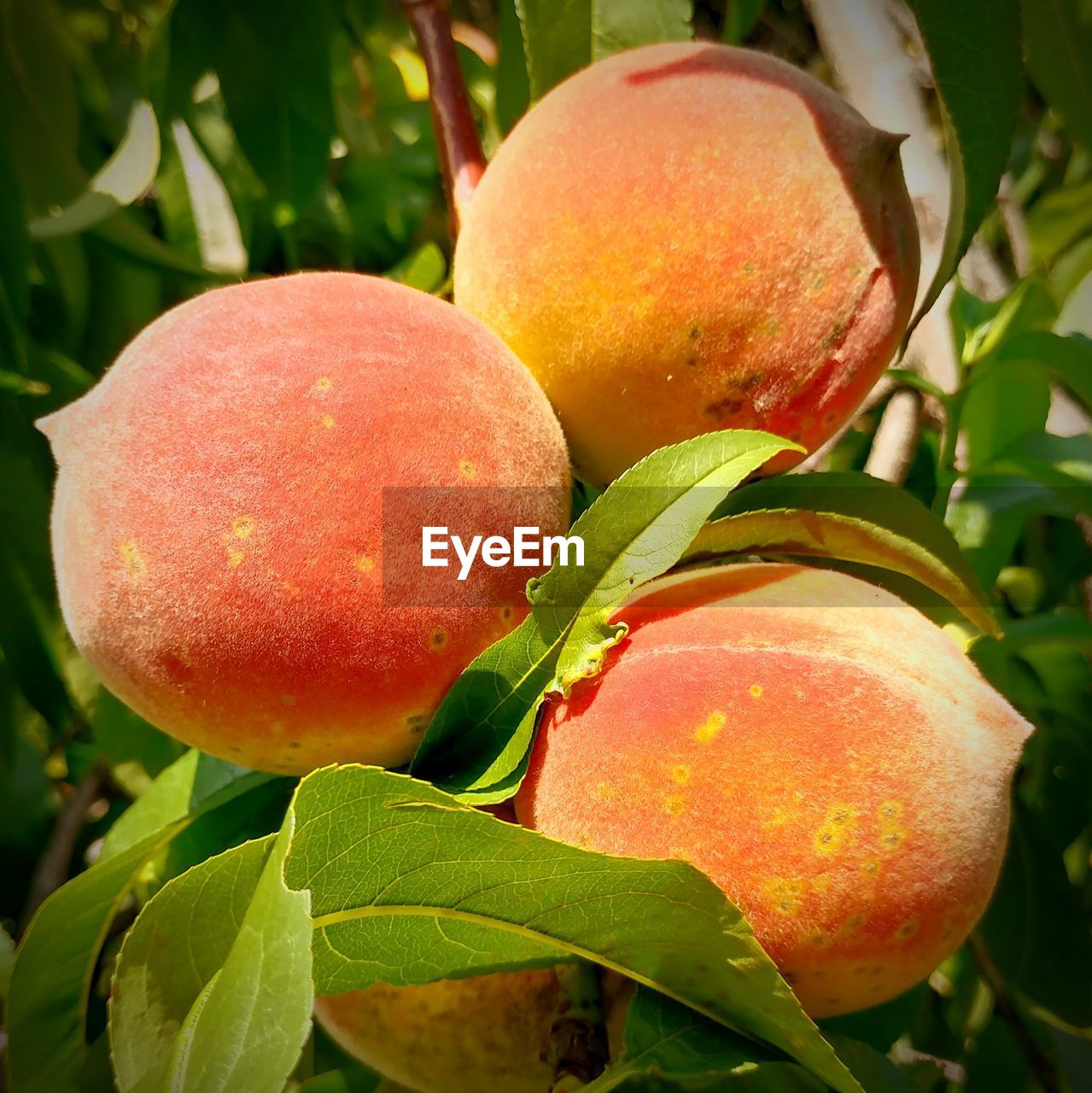 CLOSE-UP OF FRESH FRUITS GROWING ON TREE