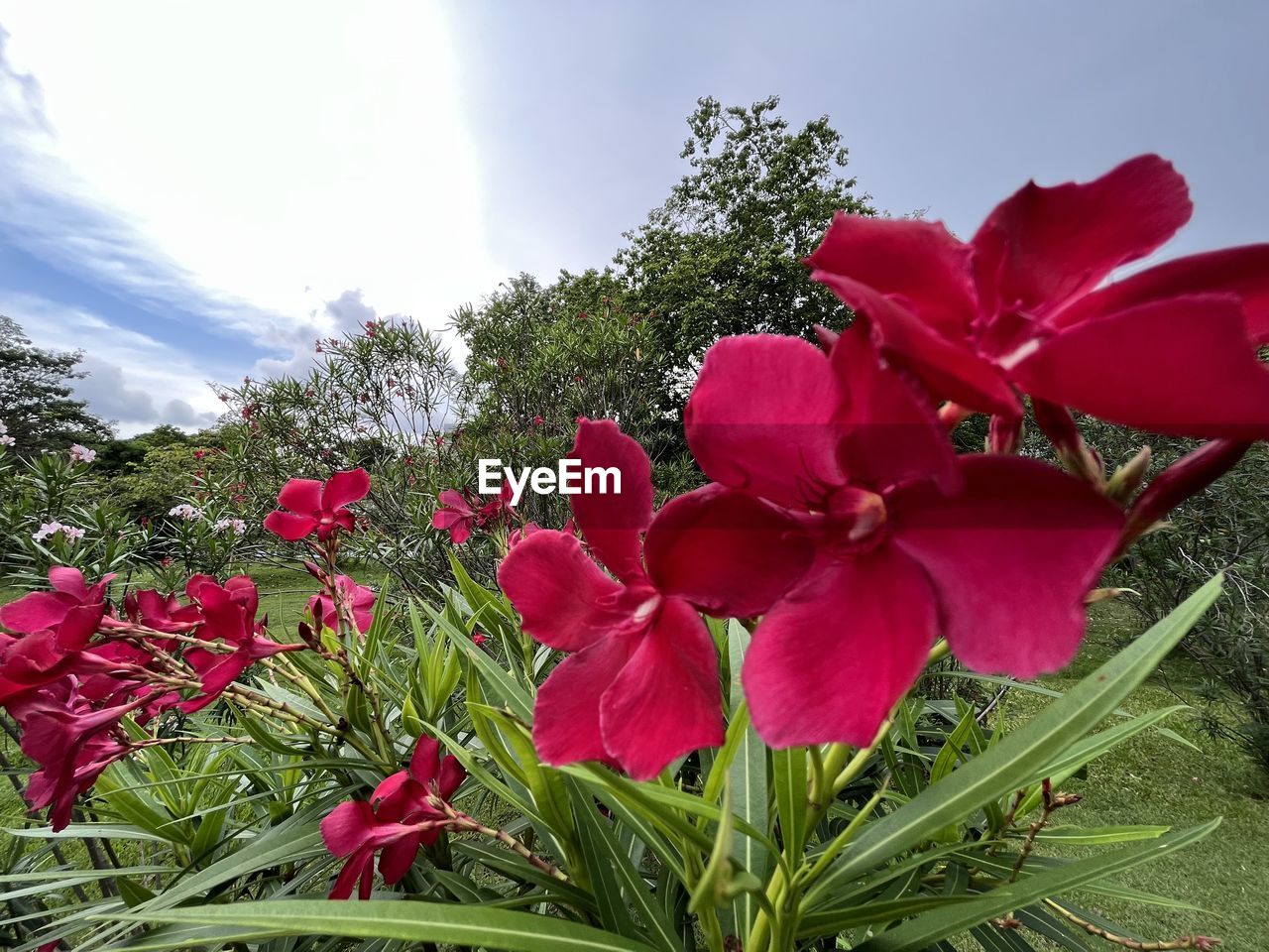 plant, flower, flowering plant, beauty in nature, nature, freshness, red, sky, petal, growth, cloud, close-up, flower head, no people, inflorescence, pink, fragility, plant part, leaf, outdoors, tree, day, springtime, green, blossom, vibrant color, landscape, environment, sunlight