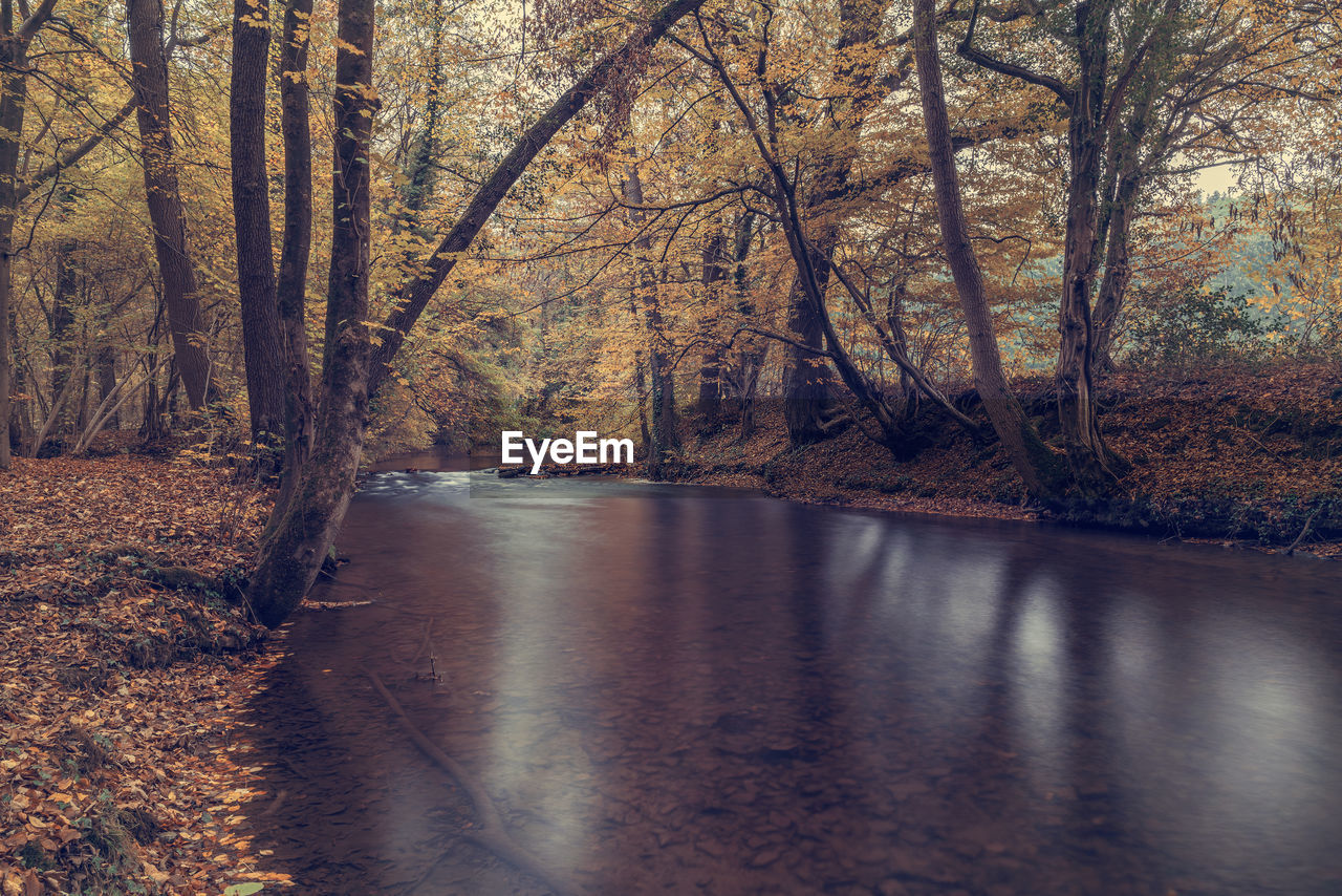 Scenic view of river amidst trees in forest during autumn