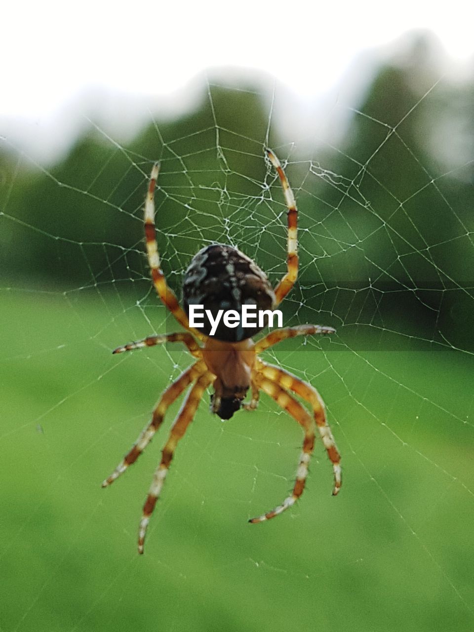 CLOSE-UP OF SPIDER ON WEB AGAINST BLURRED BACKGROUND