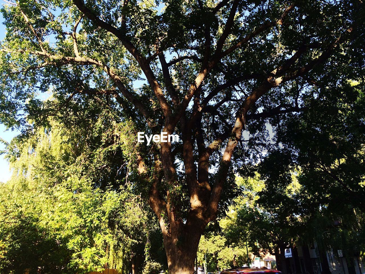 LOW ANGLE VIEW OF TREES