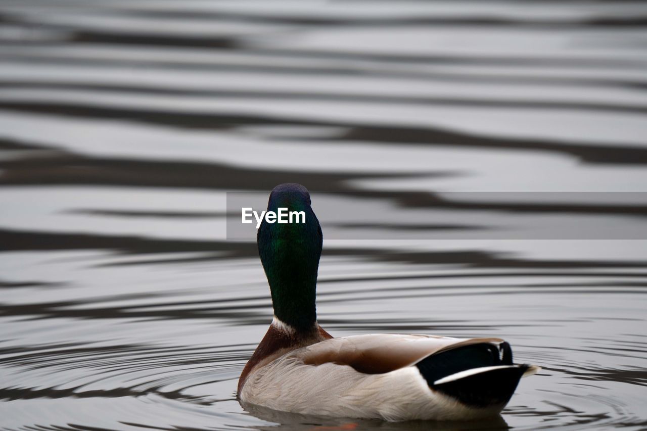 CLOSE-UP OF A DUCK IN LAKE