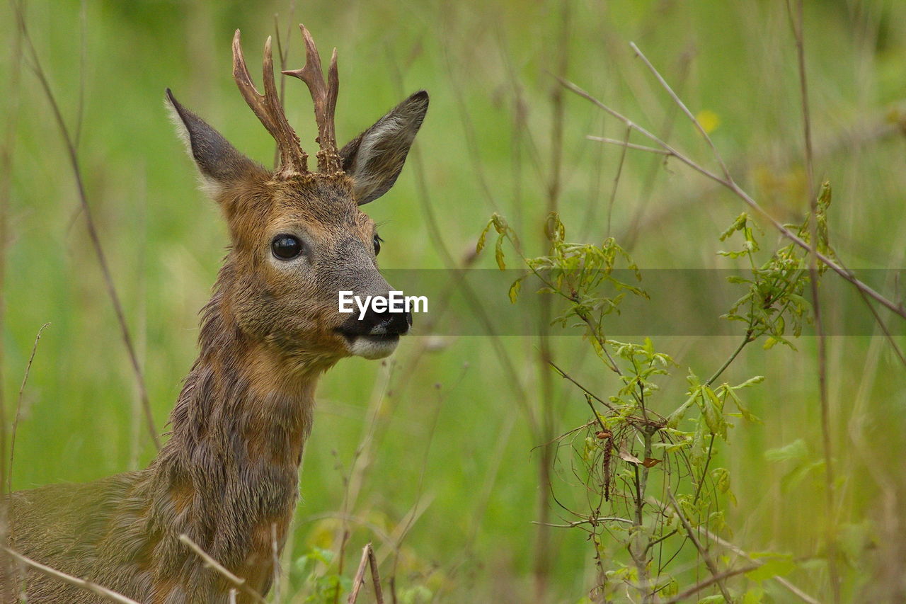 Roe deer on field