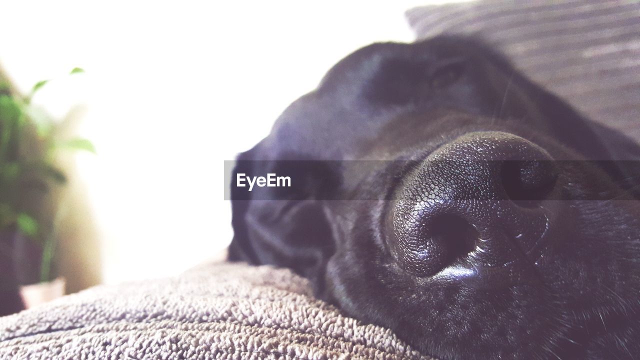 CLOSE-UP OF BLACK DOG RELAXING AT HOME