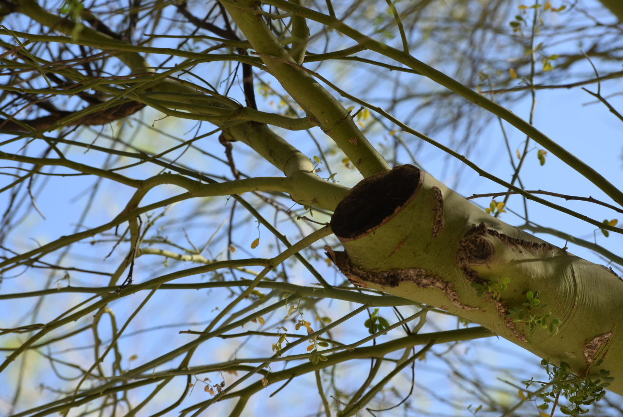 LOW ANGLE VIEW OF TREE AGAINST THE SKY