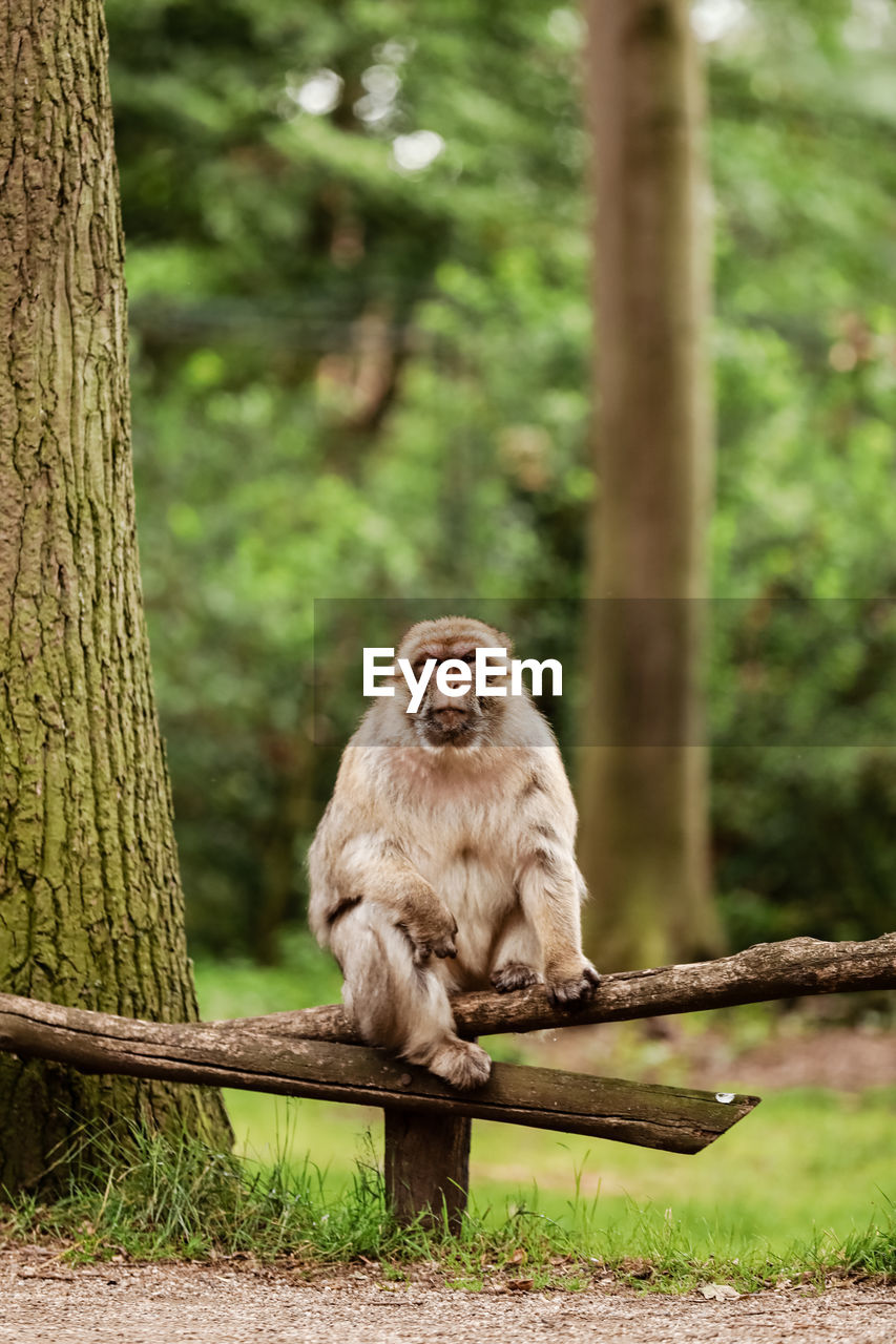 animal, animal themes, mammal, tree, animal wildlife, one animal, primate, monkey, wildlife, sitting, plant, nature, macaque, no people, zoo, forest, branch, outdoors, portrait, full length, ape, day, land, focus on foreground