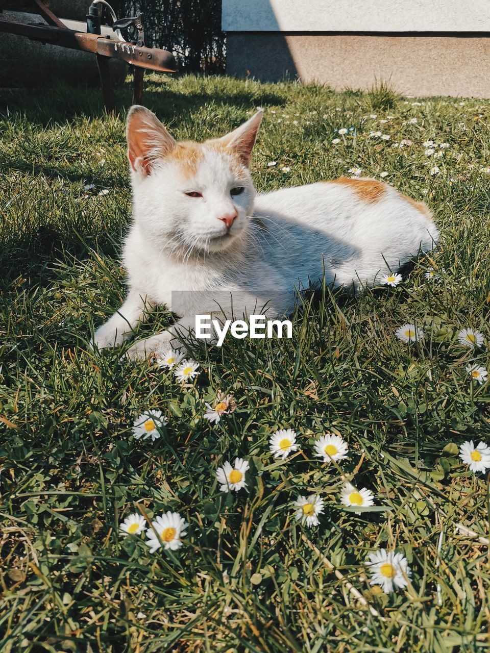 pet, animal themes, animal, mammal, domestic animals, cat, one animal, domestic cat, plant, feline, grass, flower, flowering plant, nature, no people, day, small to medium-sized cats, white, felidae, field, high angle view, relaxation, kitten, outdoors, whiskers, growth, portrait, looking at camera, sunlight