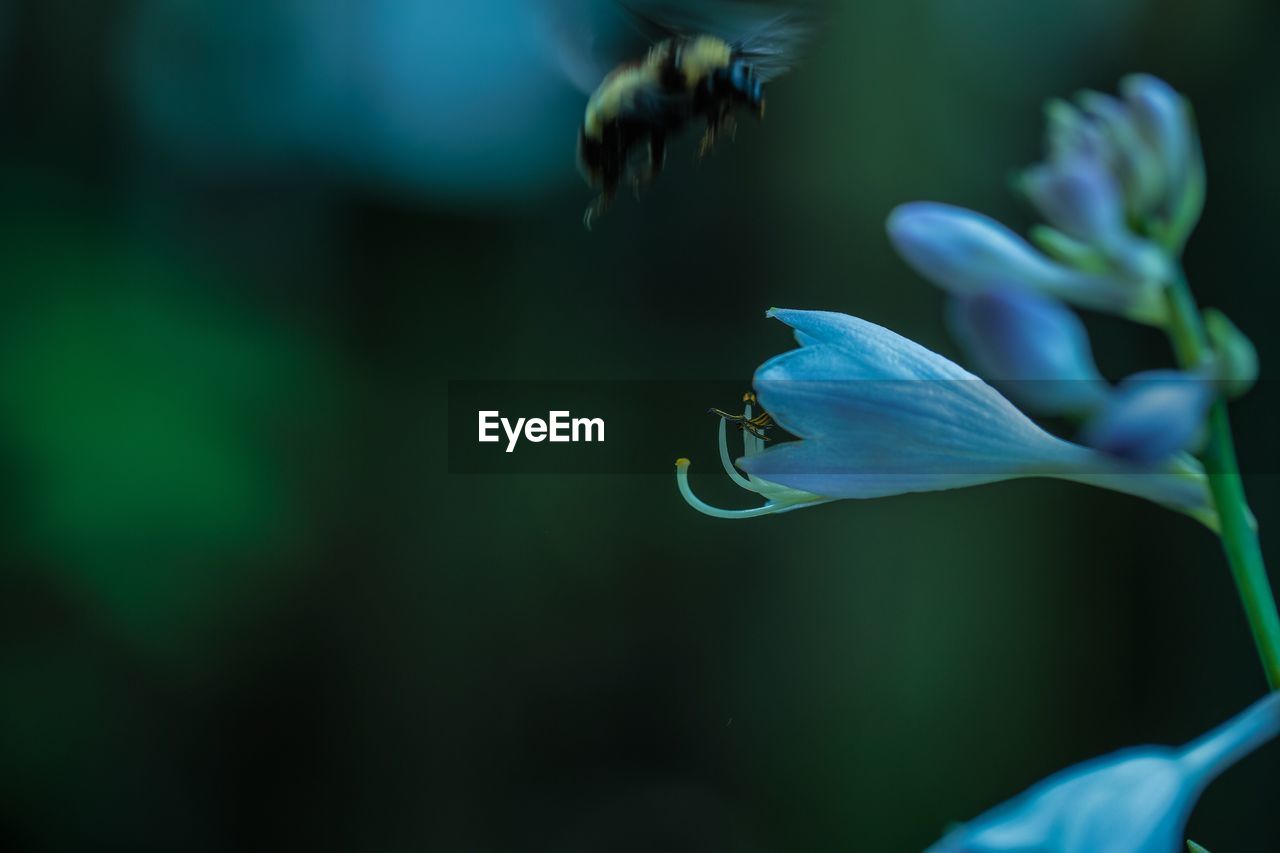 Blurred image of bee flying by blue flower