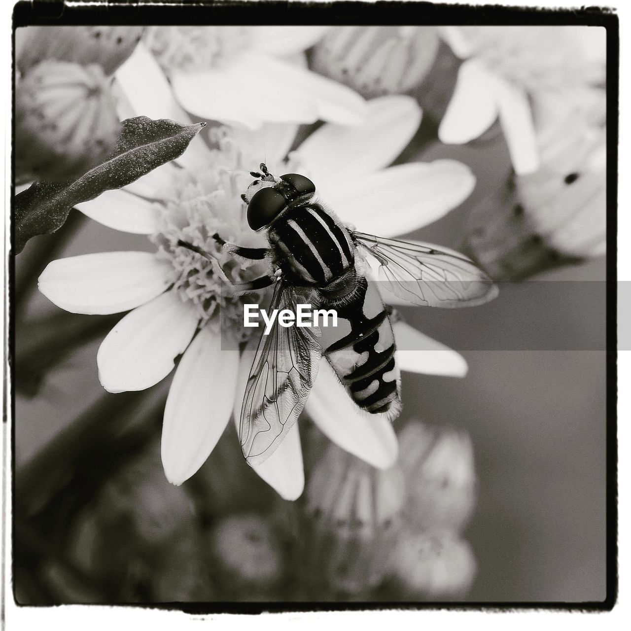 CLOSE-UP OF INSECT POLLINATING FLOWER