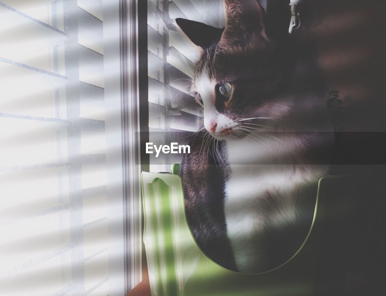 CLOSE-UP PORTRAIT OF A CAT WITH EYES