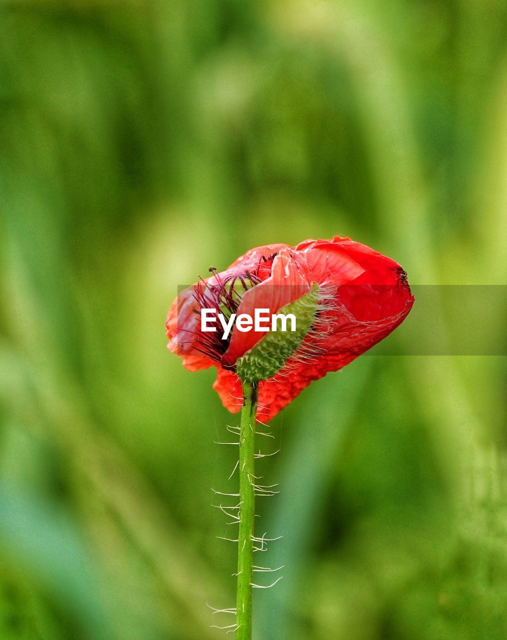 Close-up of red poppy flower