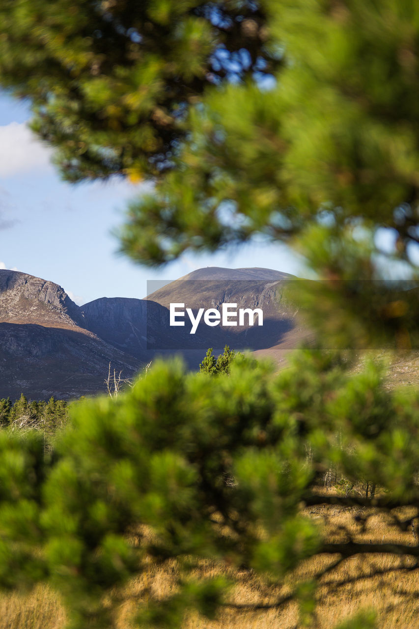  view of mountain seen from behind trees in northern ireland