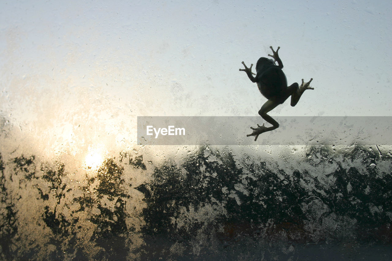 Small frog climbing up a wet glass window, backlit, view from inside. 