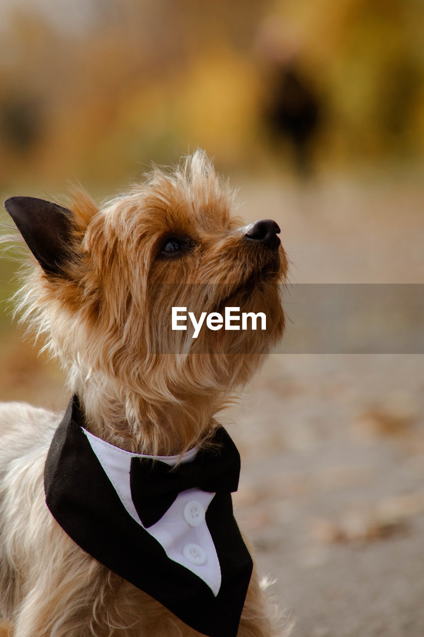 close-up of dog standing on field