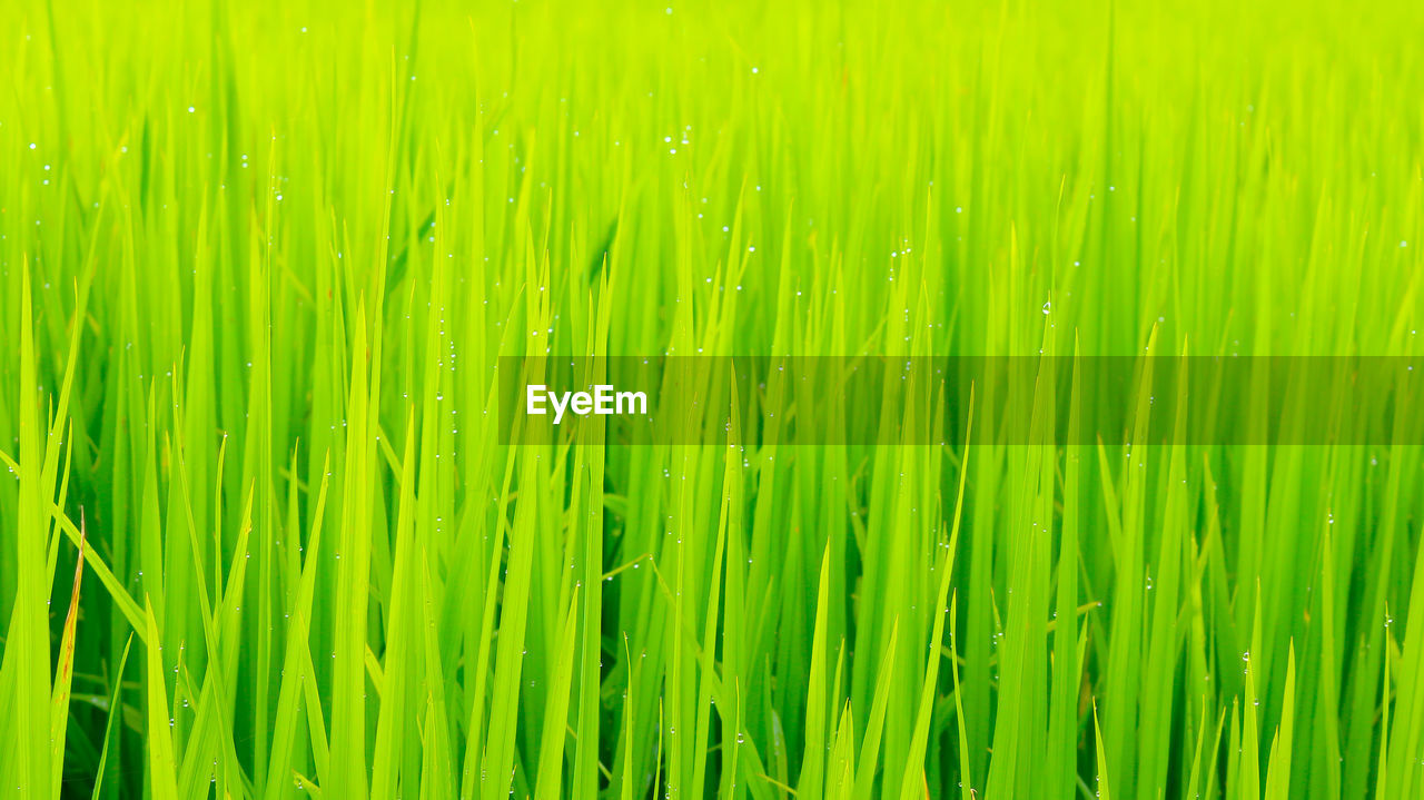 Full frame shot of green plants on field