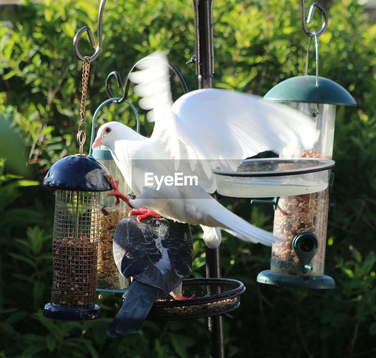 Pigeons feeding on bird feeder in garden