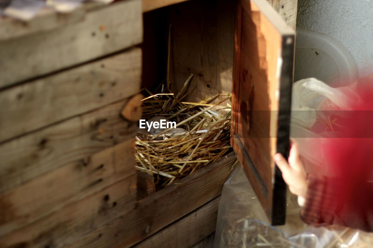 Cropped hand opening wooden cabinet door with eggs in nest
